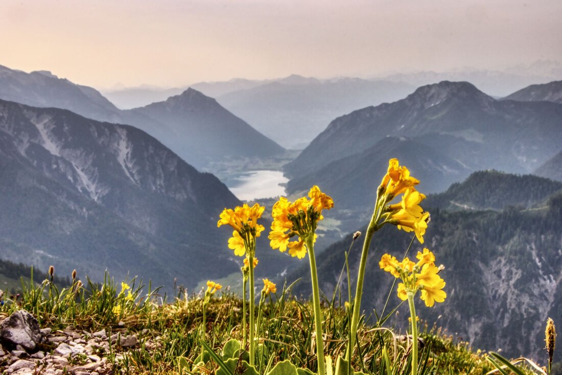 Gelbe Blumen am Berg mit Bergkulisse im Hintergrund