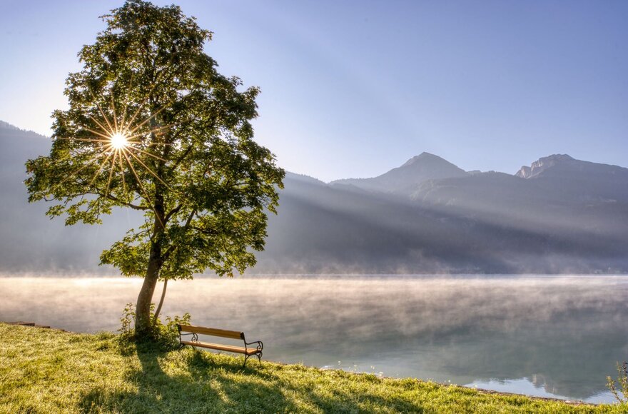 Sonne scheint durch die Krone eines Baumes